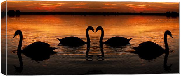 Swan Heart Sunset Canvas Print by Paul Macro
