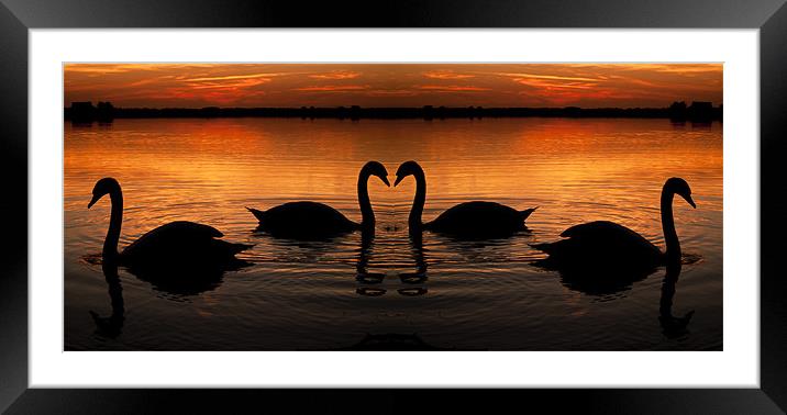 Swan Heart Sunset Framed Mounted Print by Paul Macro