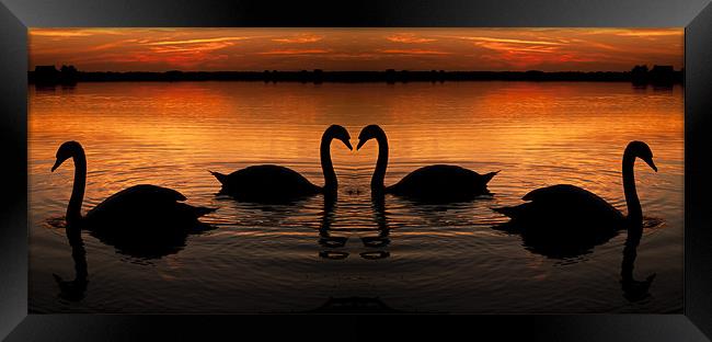 Swan Heart Sunset Framed Print by Paul Macro