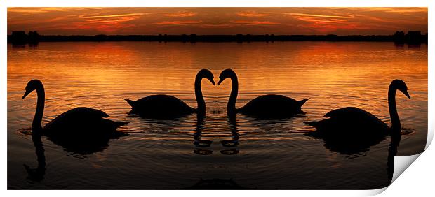 Swan Heart Sunset Print by Paul Macro