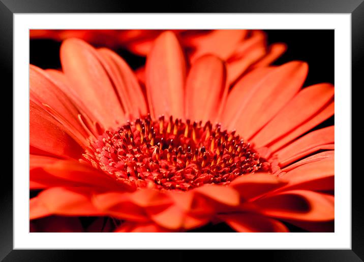 Orange Gerbera Closeup Framed Mounted Print by Dave Frost