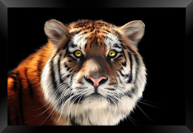 Siberian Tiger Framed Print by Julie Hoddinott