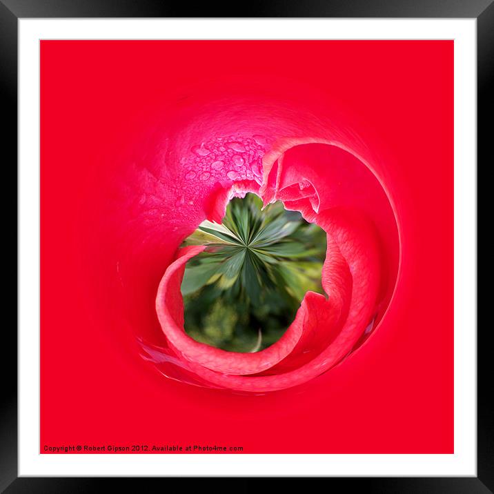 Red Rose...from the inside. Framed Mounted Print by Robert Gipson
