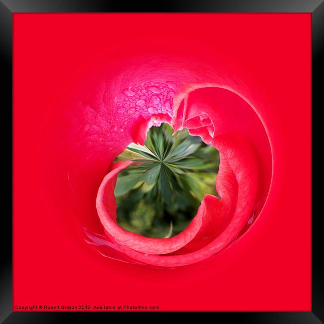 Red Rose...from the inside. Framed Print by Robert Gipson