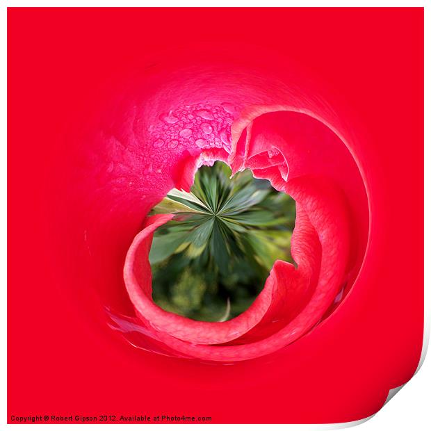 Red Rose...from the inside. Print by Robert Gipson