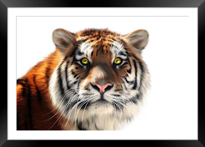 Siberian Tiger on White Framed Mounted Print by Julie Hoddinott