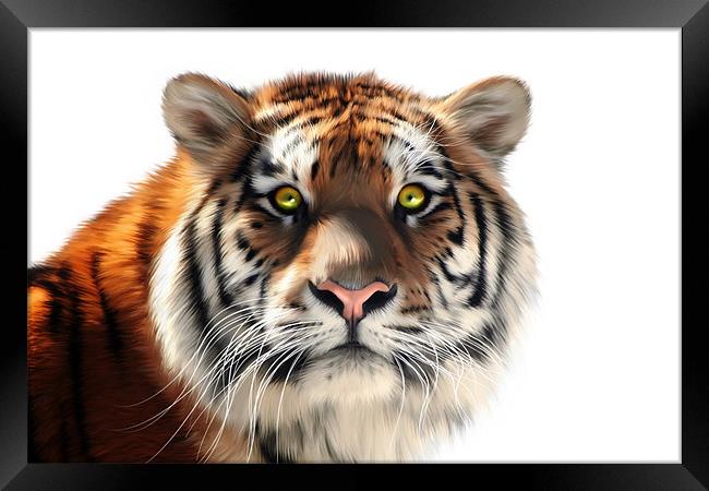 Siberian Tiger on White Framed Print by Julie Hoddinott