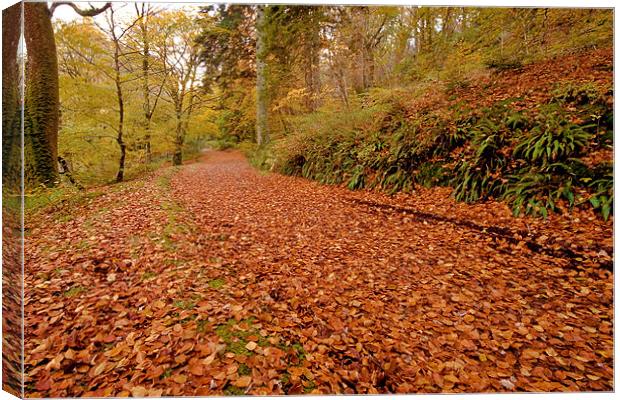 Woodland Path in Autumn Canvas Print by Helen McAteer