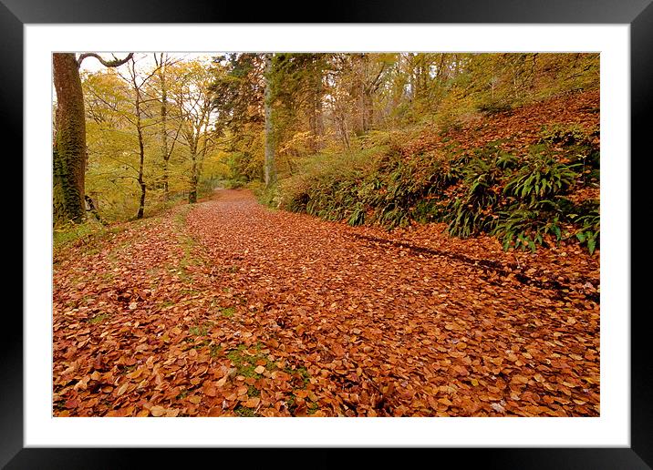 Woodland Path in Autumn Framed Mounted Print by Helen McAteer