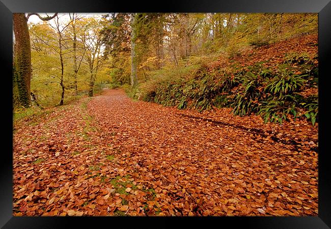 Woodland Path in Autumn Framed Print by Helen McAteer