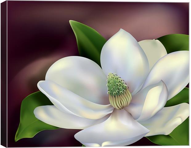 Magnolia Flower Canvas Print by Lidiya Drabchuk