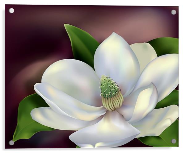Magnolia Flower Acrylic by Lidiya Drabchuk