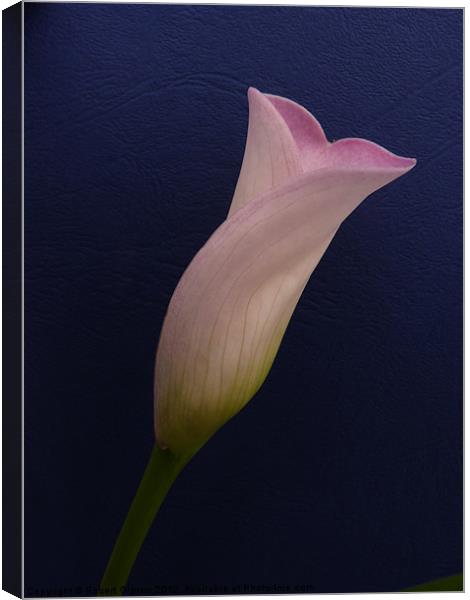 Calla lily on dark blue Canvas Print by Robert Gipson