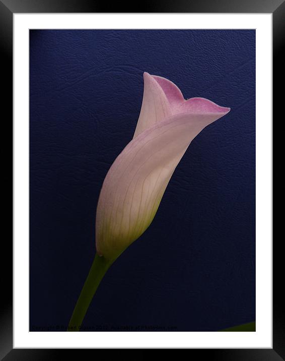 Calla lily on dark blue Framed Mounted Print by Robert Gipson