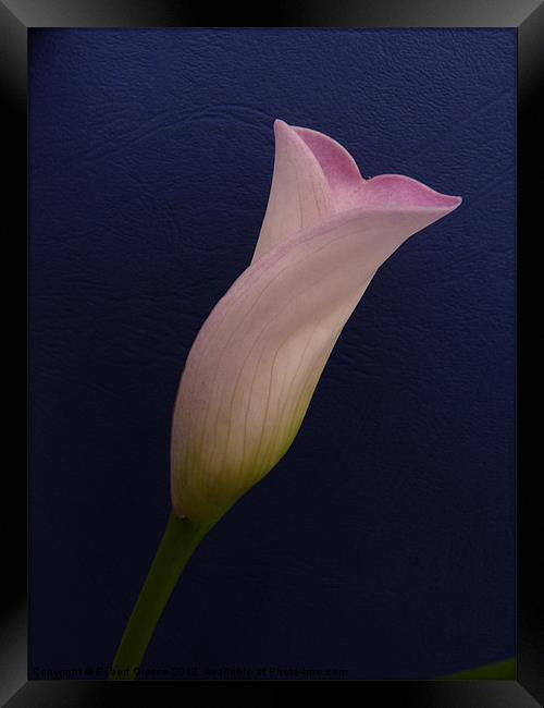 Calla lily on dark blue Framed Print by Robert Gipson