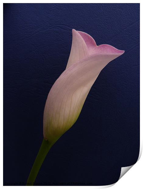Calla lily on dark blue Print by Robert Gipson