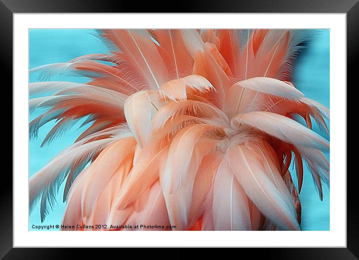 FLAMINGO FEATHERS Framed Mounted Print by Helen Cullens
