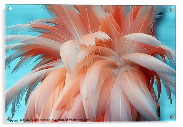 FLAMINGO FEATHERS Acrylic by Helen Cullens
