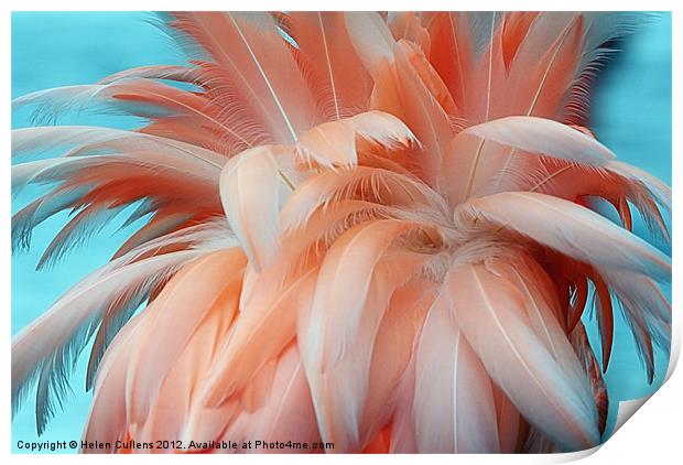 FLAMINGO FEATHERS Print by Helen Cullens