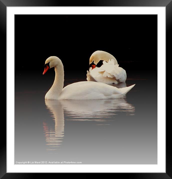 Beautiful Swans Framed Mounted Print by Liz Ward