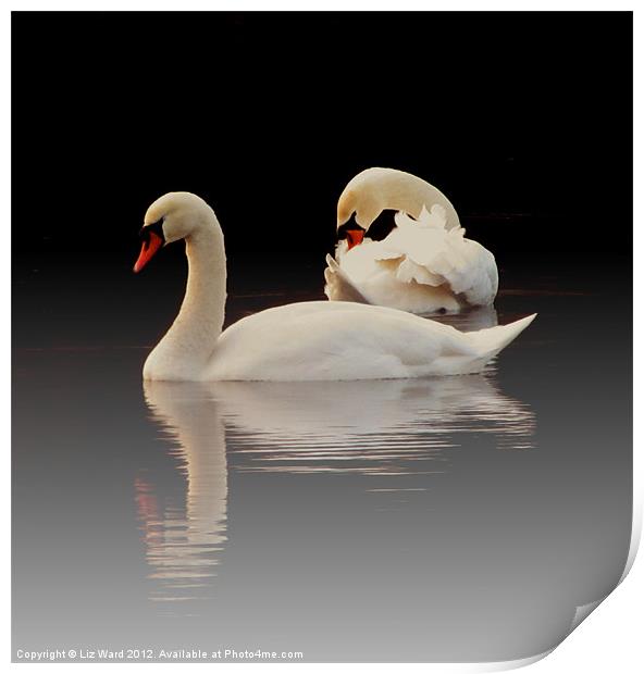 Beautiful Swans Print by Liz Ward