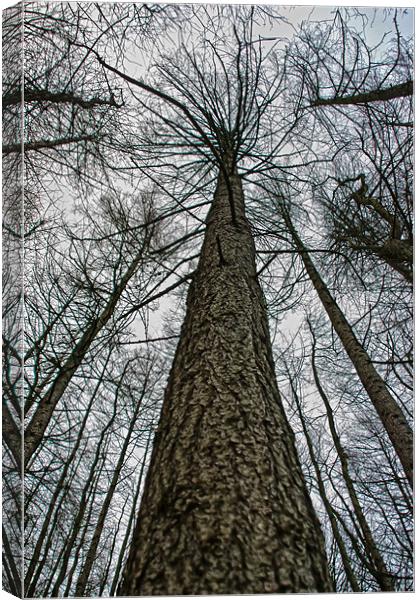 Reach For The Sky Canvas Print by Valerie Paterson