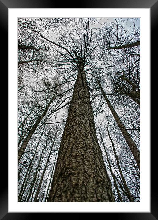 Reach For The Sky Framed Mounted Print by Valerie Paterson