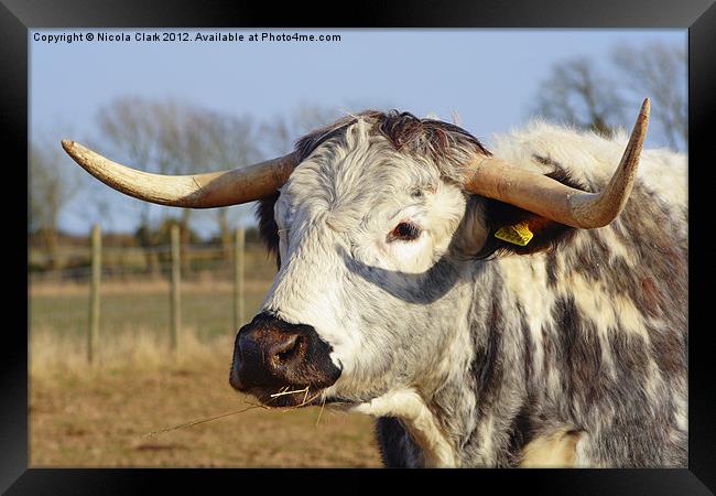 Long Horned Cow Framed Print by Nicola Clark