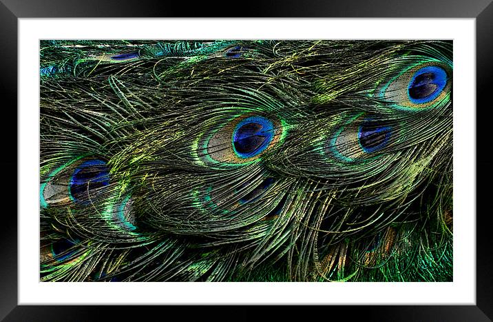 peacock tail Framed Mounted Print by Heather Newton