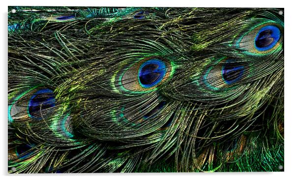 peacock tail Acrylic by Heather Newton