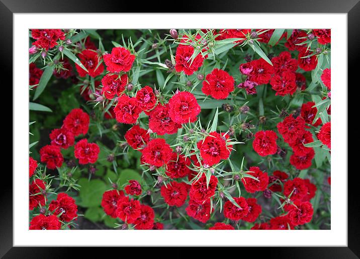 Multitude of red Framed Mounted Print by Erika Laur
