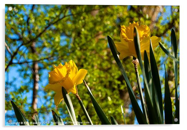 Daffs in springtime Acrylic by Rob Hawkins