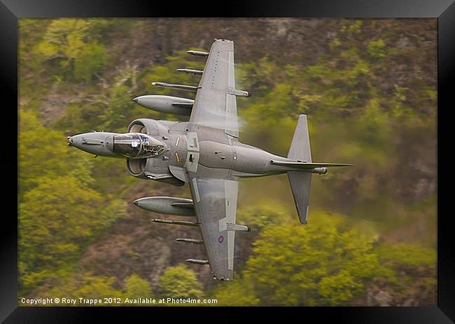 Harrier on Corris corner Framed Print by Rory Trappe