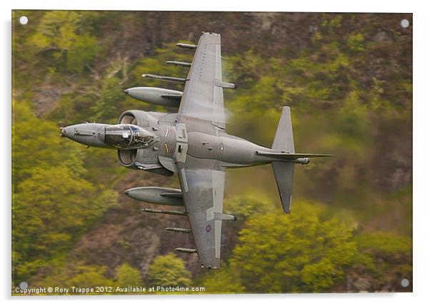 Harrier on Corris corner Acrylic by Rory Trappe