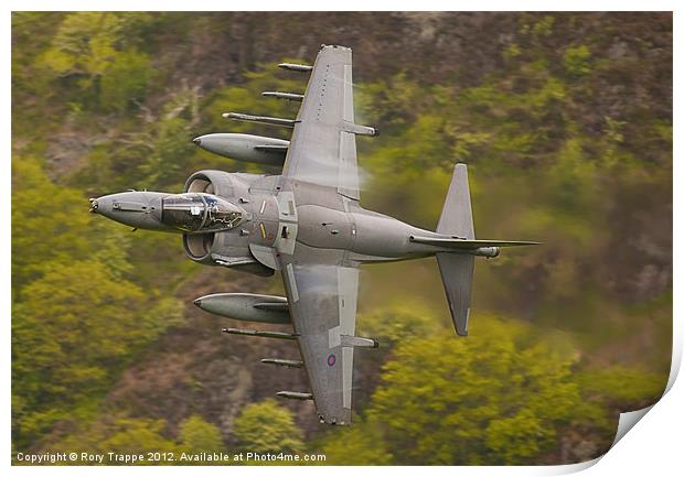 Harrier on Corris corner Print by Rory Trappe