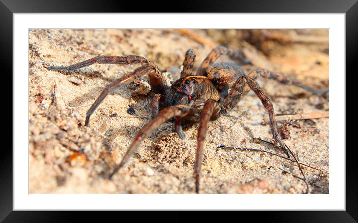 Spider Framed Mounted Print by Michelle Harrison