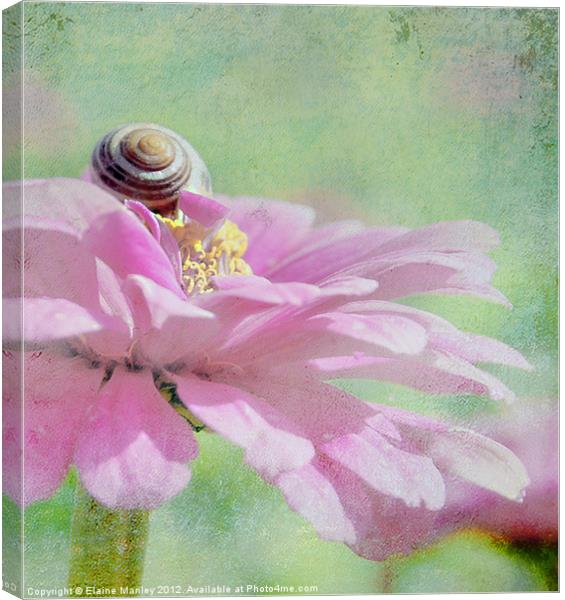 Snail on Cerbera flower petals  Canvas Print by Elaine Manley