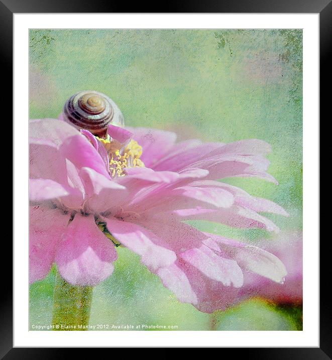 Snail on Cerbera flower petals  Framed Mounted Print by Elaine Manley