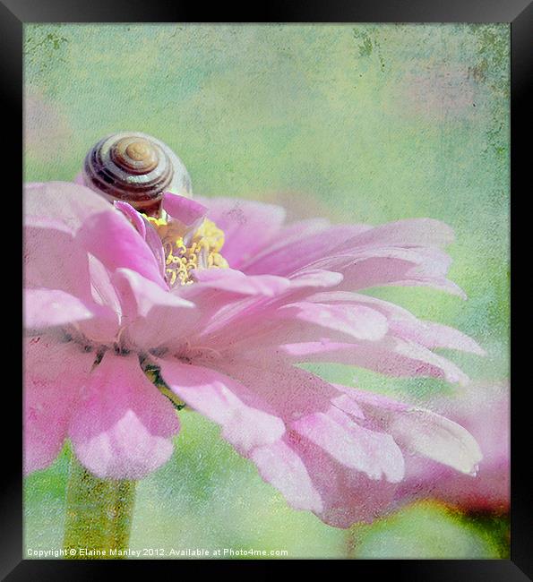Snail on Cerbera flower petals  Framed Print by Elaine Manley