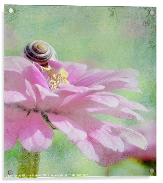 Snail on Cerbera flower petals  Acrylic by Elaine Manley