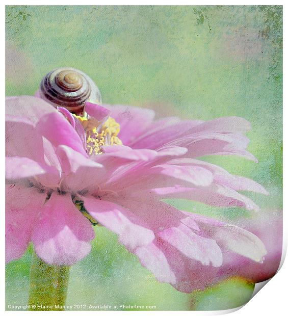 Snail on Cerbera flower petals  Print by Elaine Manley