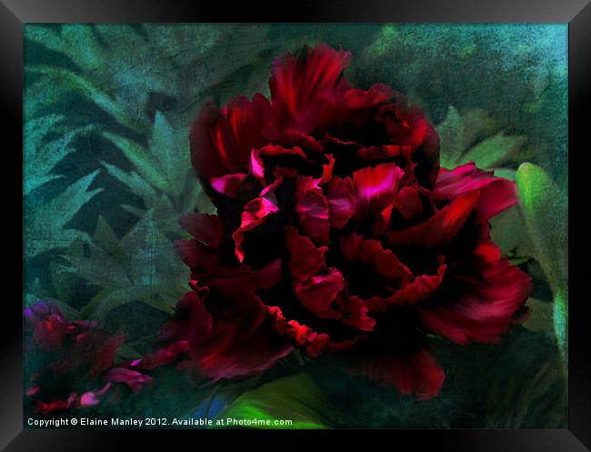 Ruby Peoni flower Framed Print by Elaine Manley