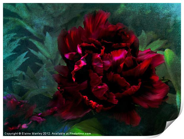 Ruby Peoni flower Print by Elaine Manley
