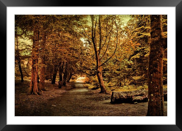 Autumn Walk . Framed Mounted Print by Irene Burdell