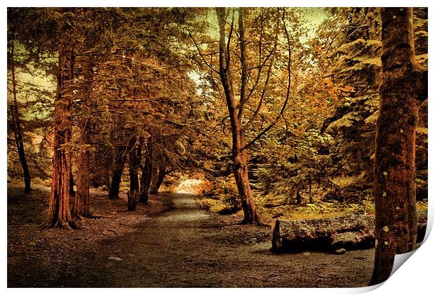 Autumn Walk . Print by Irene Burdell