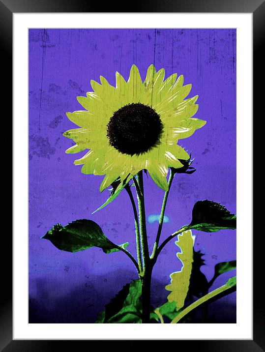 sunflower Framed Mounted Print by david harding