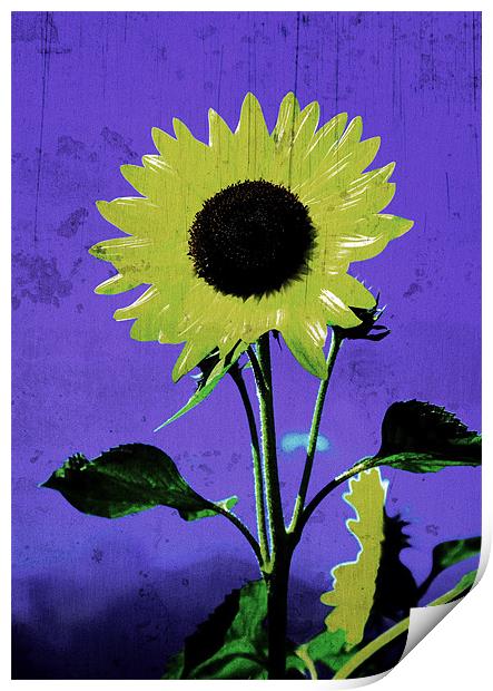 sunflower Print by david harding