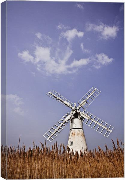 Thurne Windmill through the Reeds Canvas Print by Paul Macro