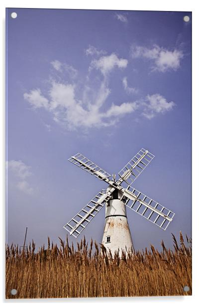 Thurne Windmill through the Reeds Acrylic by Paul Macro