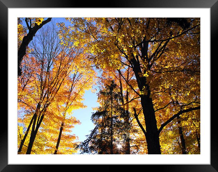 Autumn Trees at Lake Placid Framed Mounted Print by justin rafftree